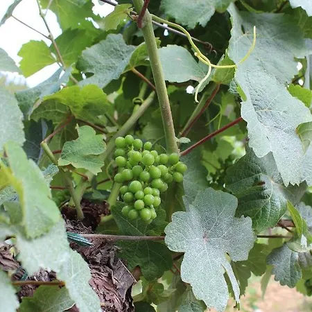 Tenuta Di Freddano Vakantieboerderij