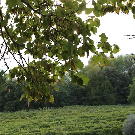 Tenuta Di Freddano