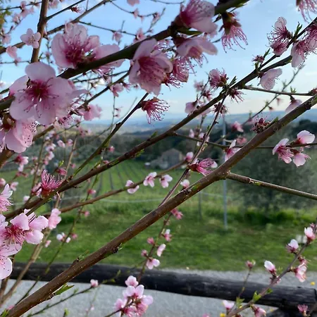 Tenuta Di Freddano * Osa