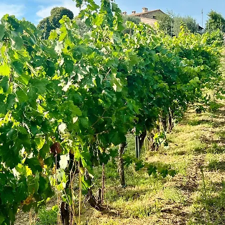 Tenuta Di Freddano Osa